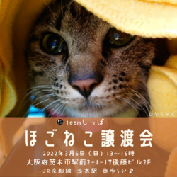 team しっぽ譲渡会