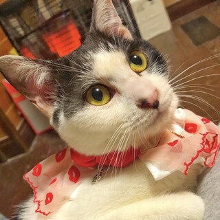 ⑦ノッチ　メス　9ヶ月　甘えん坊　グレー白　