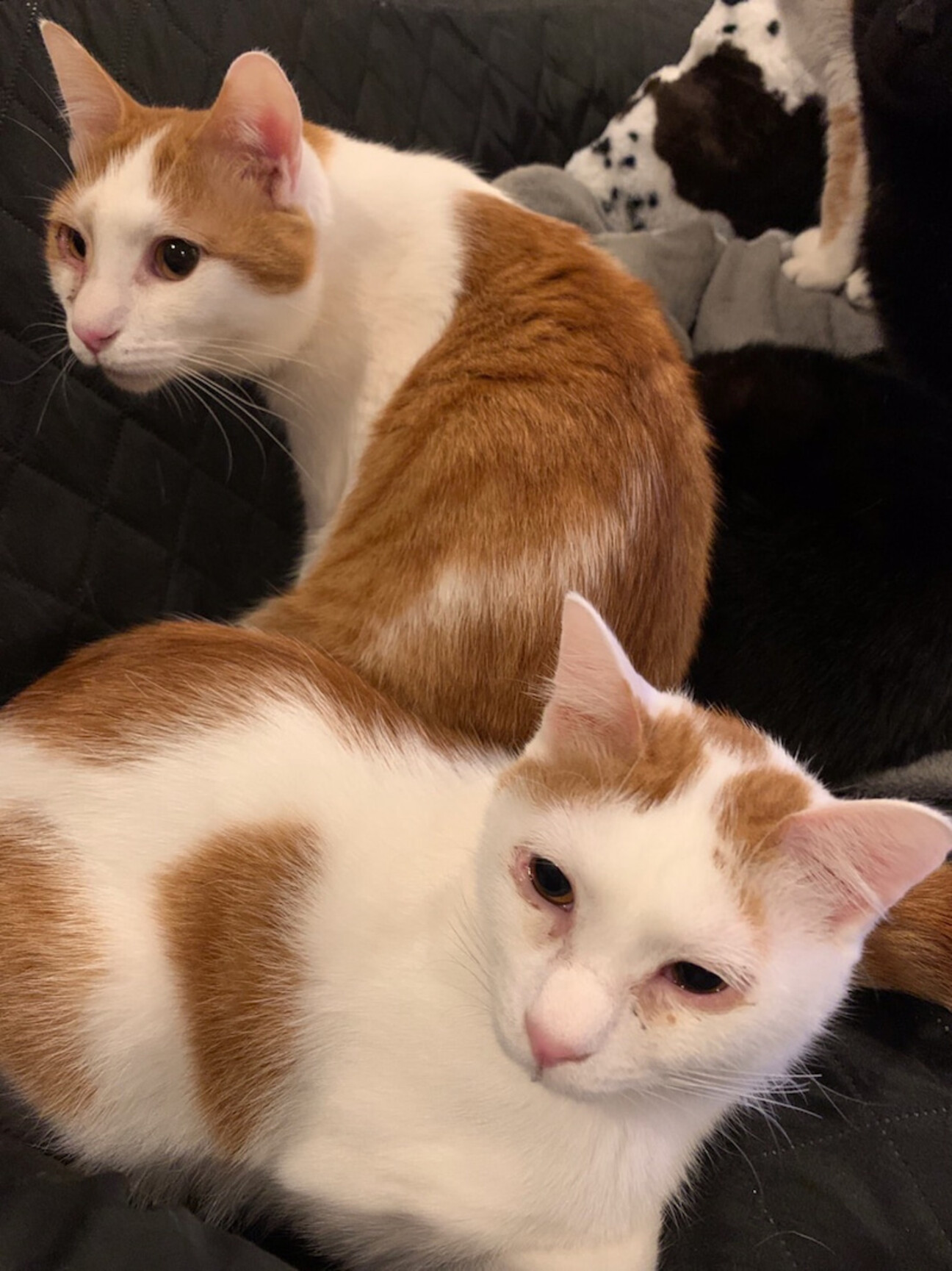 真ん中分けの茶色い前髪ち 東京都 猫の里親募集 ペットのおうち 月間利用者150万人