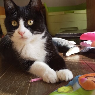 おとなしいハチワレ君