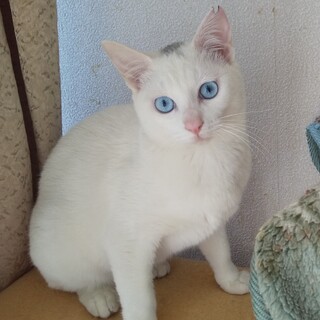 ブルーアイのイケニャン白君です