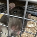ラットのオス生後4ヶ月