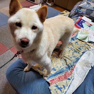サラちゃん(柴犬、メス)の里親を探しております