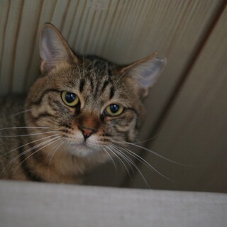 人馴れしてきたよ！あめだま♂