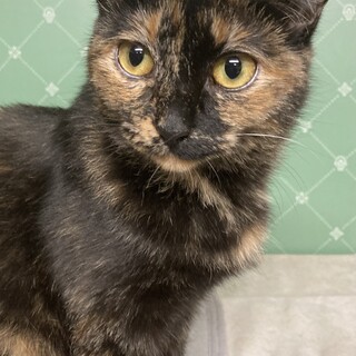 人懐っこい4兄妹10か月(サビ♀)