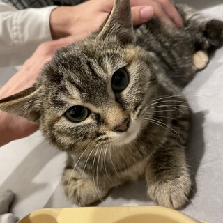 【応募多数のため一時停止】丸顔のなぎちゃん