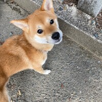 夢