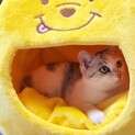 ひっつき虫のパステル♥