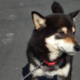 柴犬　優良血統の女の子　