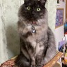 証明写真スタイル( •̀ω•́ )✧