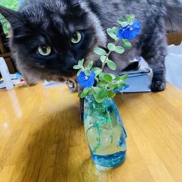 お花かわいいなー