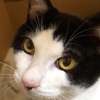 【お見合い随時】超甘えん坊ハンサムはちわれボーイ