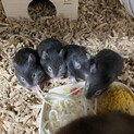 ハムスター赤ちゃんメス2匹
