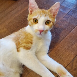 茶シロのぱせり♂️