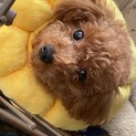 フルールちゃん