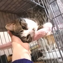 in豊明☆保護猫の譲渡会2022年3月5日（土）～ちーむ　にゃいんず