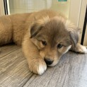 MIX子犬　かわいい男の子ホルンくん