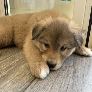 MIX子犬　かわいい男の子ホルンくん