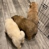 MIX子犬　かわいい男の子ホルンくん サムネイル5