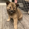 MIX子犬　かわいい男の子　ジュンガくん