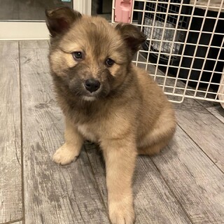 MIX子犬　かわいい男の子　ジュンガくん