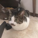 ちょびヒゲが可愛い❤️アポロくん
