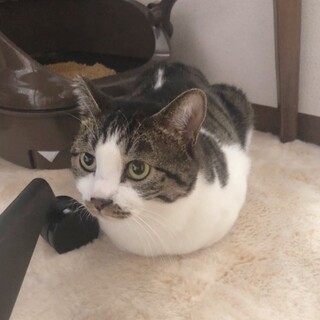 ちょびヒゲが可愛い❤️アポロくん