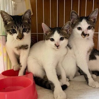 お鼻の模様が可愛い、元気な3兄弟♡