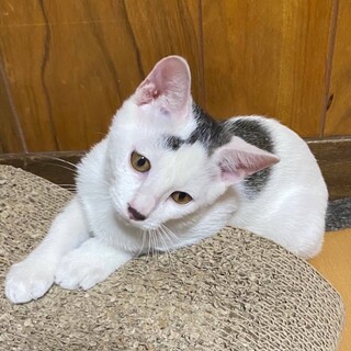 動画観て下さい♡人馴れ抜群！ネコちゃん初心者OK