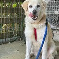 穏やか大型犬男の子  吠えません