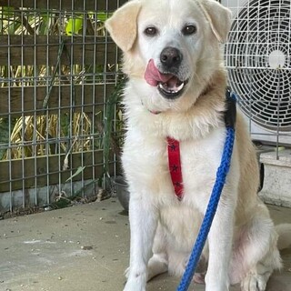 穏やか大型犬男の子  吠えません