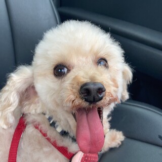 優しいお姉さん気質のトキちゃんです