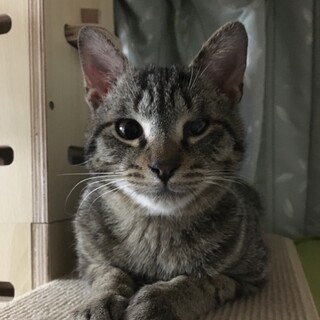 マンクス？　しっぽのない珍しいキジ猫　6ヶ月