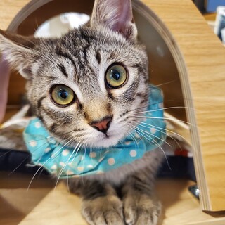 キジトラのべるﾁｬﾝ♀️