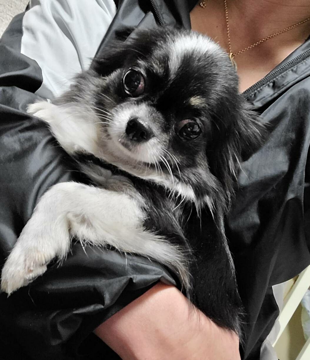 チワワのかずみちゃん １才 大阪府 犬の里親募集 ペットのおうち 月間利用者150万人