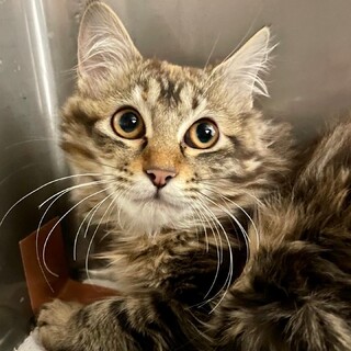 栗色ふわふわキジの美猫ちゃん♡