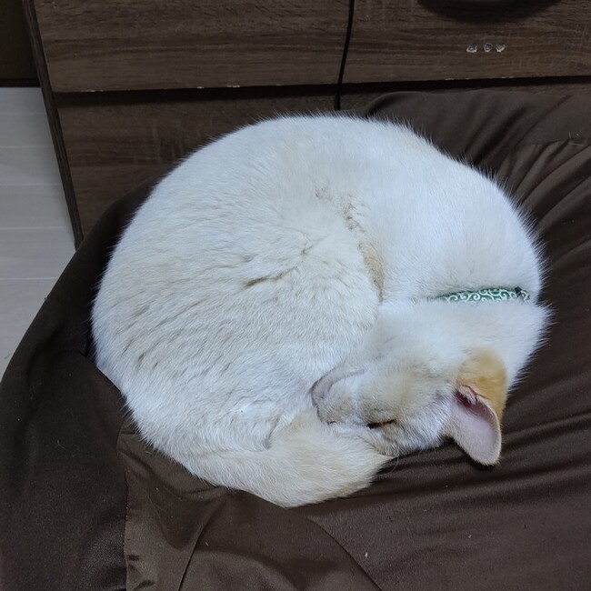 いなとらのすけのカバー写真