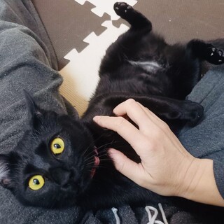 ジャラシ大好き　ピッコロちゃん