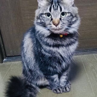 おっとりさんヤムチャちゃん