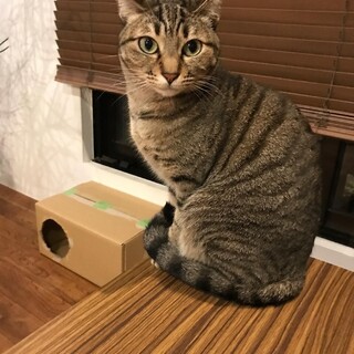 好奇心旺盛★ルー♀