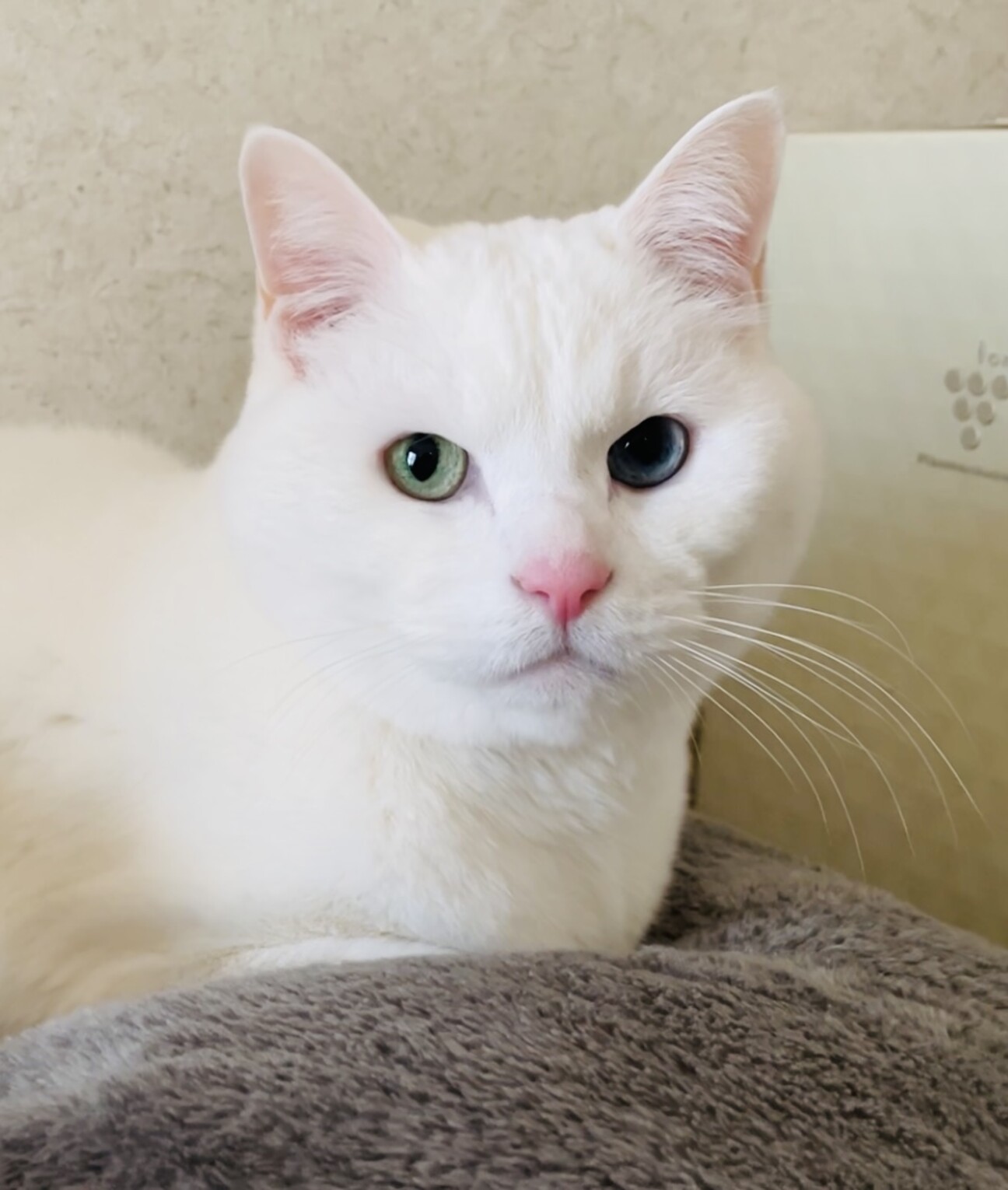 願いが叶う】【病除け 厄除け】招き猫 赤盛り スコティッシュ
