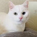 シニアの白猫オッドアイ(オス)