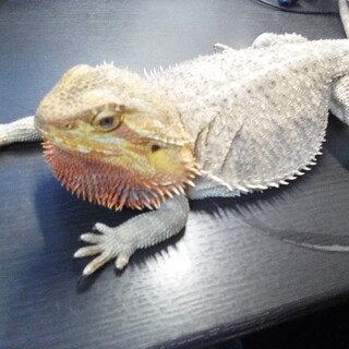 よく馴れたフトアゴヒゲトカゲ♂