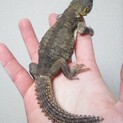 まだ若いトゲオアガマ
