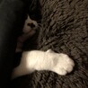 ももんたろう