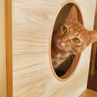 茶トラの女の子とろたま♀️