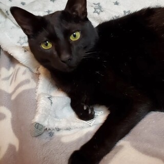 とっても甘えん坊のカルくん