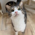 人も猫も大好き イクメン ★ こーちゃん