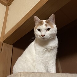 猫の里親会　in 日立シビックセンター　茨城県