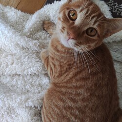 第152回　にゃん☆ぴーす猫譲渡会